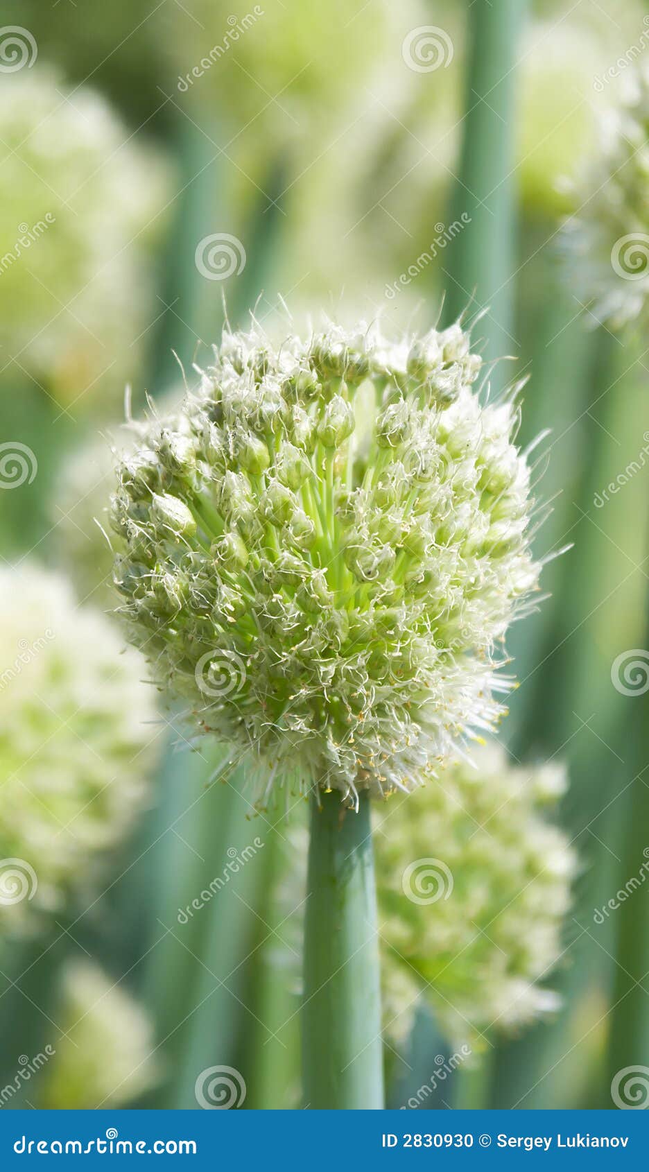 Onion flower stock photo. Image of nutrition, close, agriculture 2830930