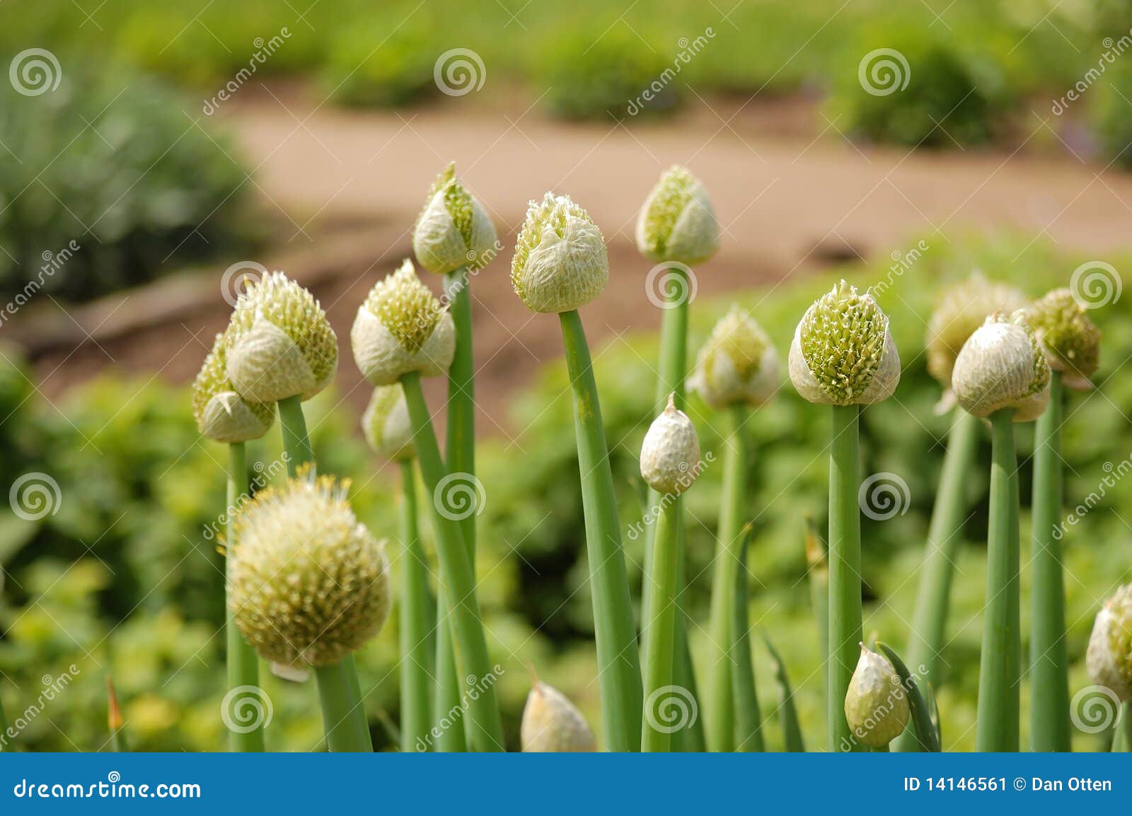Onion Flower Buds stock image. Image of plot, green, pods 14146561