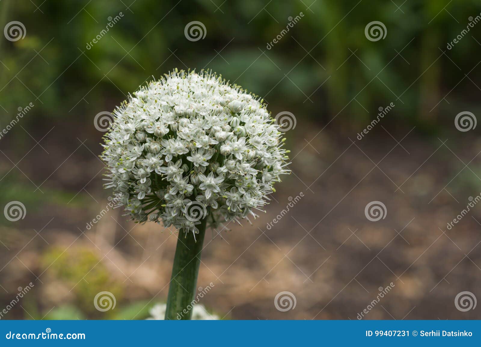Onion Flower Buds. Blossoming Boll of Onion Stock Image Image of