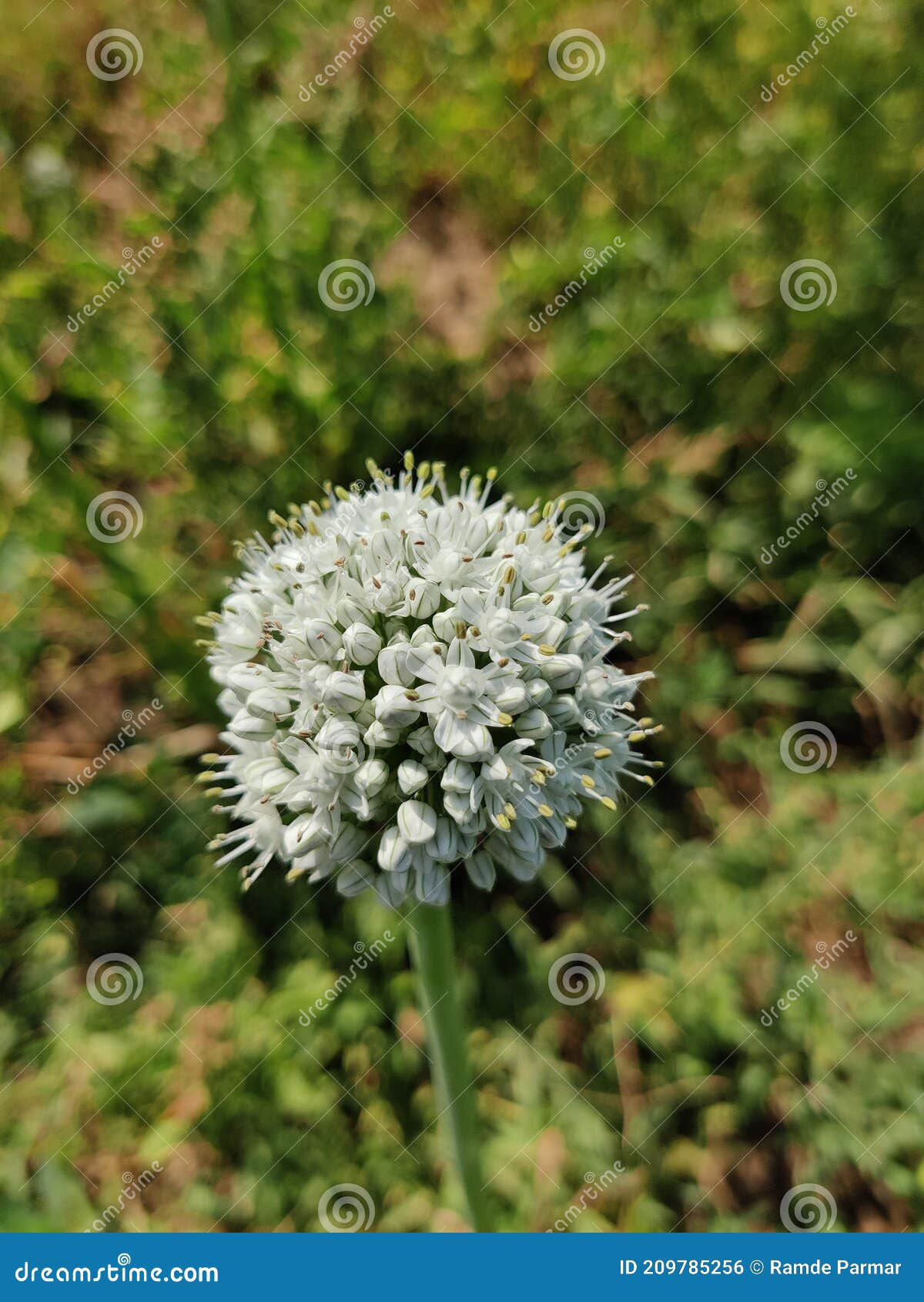 Onion Flower in the Farm of India Stock Photo Image of condition