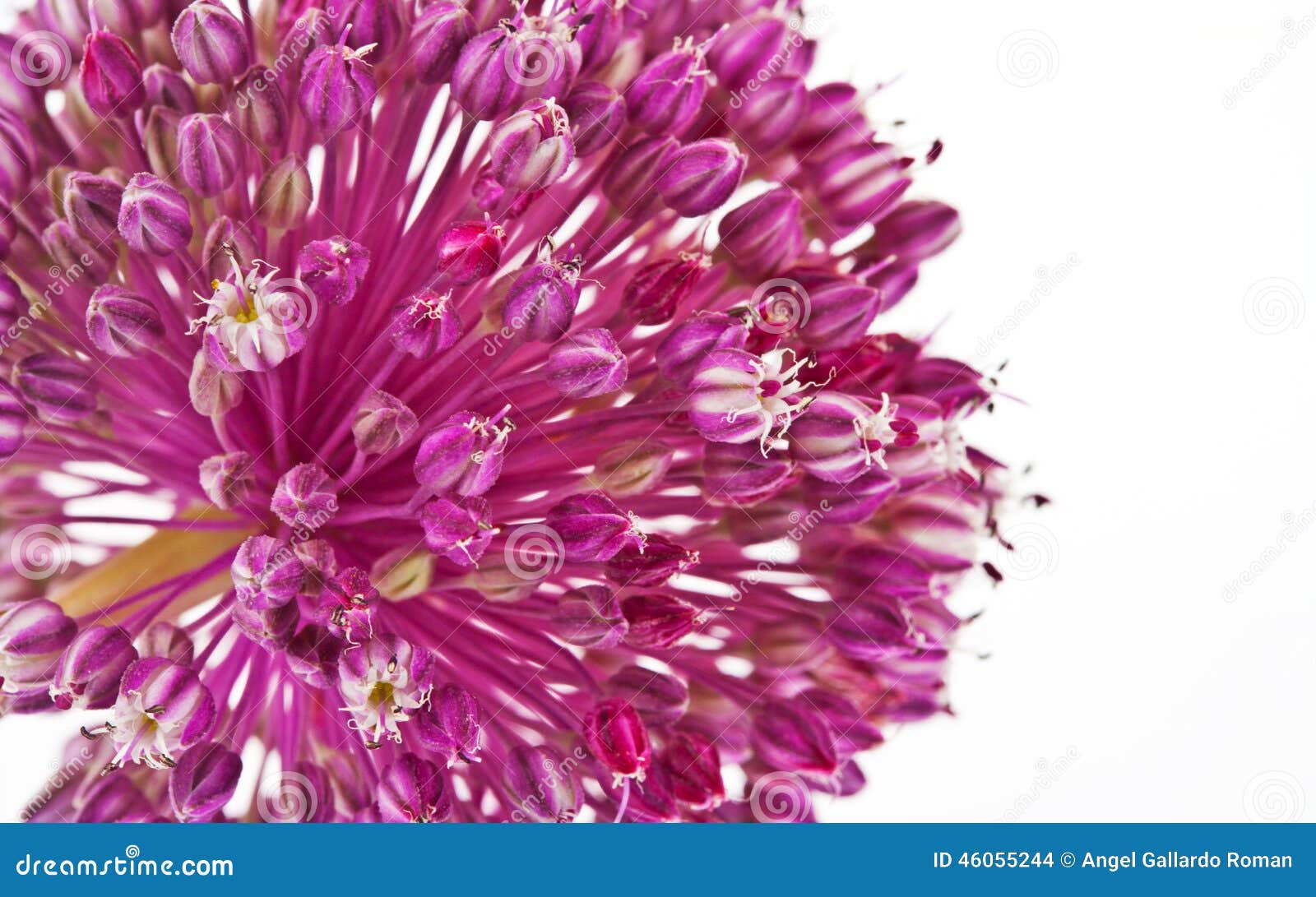 onion flower  with white background