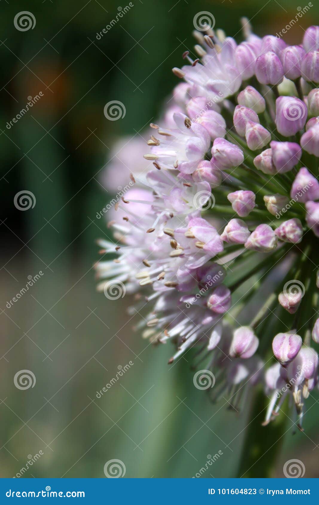 Onion flower stock image. Image of green, spring, nature 101604823