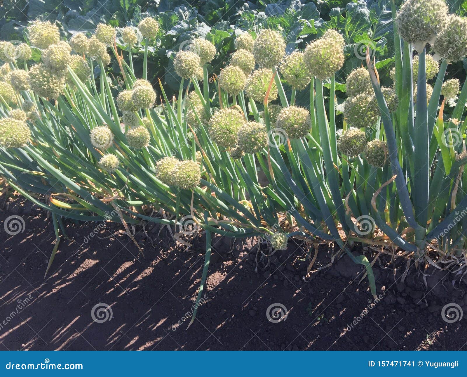 Onion Flower in Vegetable Field at Sunrise Stock Image Image of bulb, beautiful 157471741