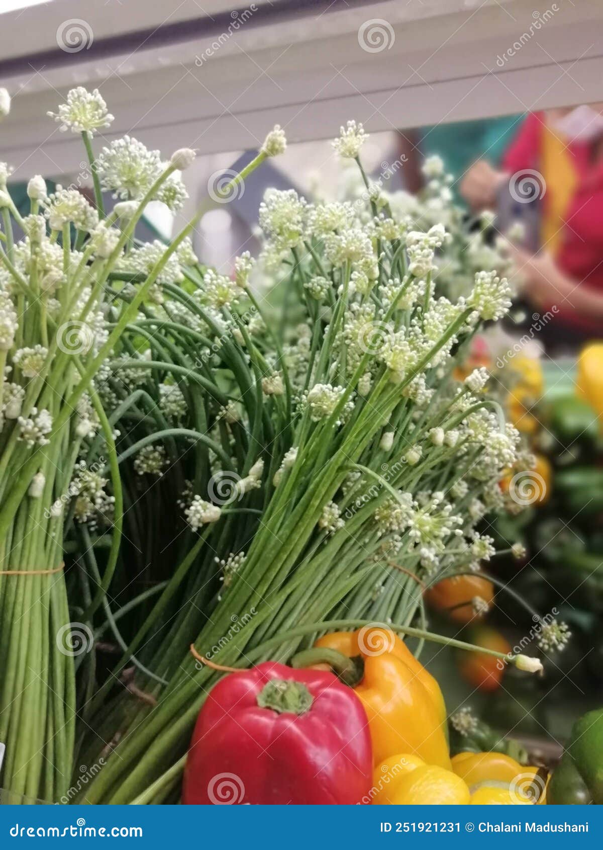 Onion ,flowers,eating ,madushani Stock Image Image of garden, leaf 251921231