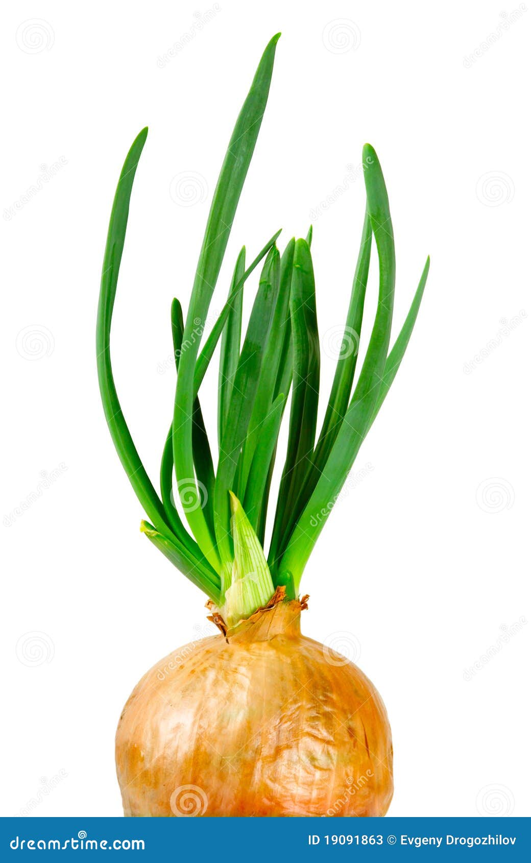 Onion with Fresh Green Sprouts Stock Image Image of flower, growth