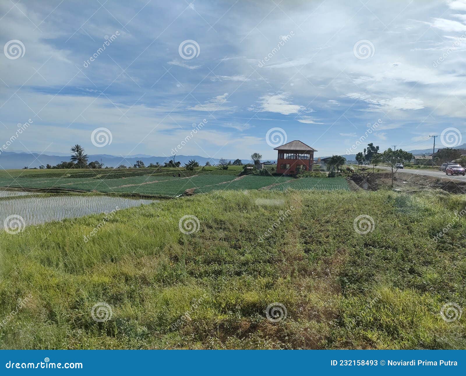 Onion Gardens that Look Very Beautiful in the Morning Sun Stock Image