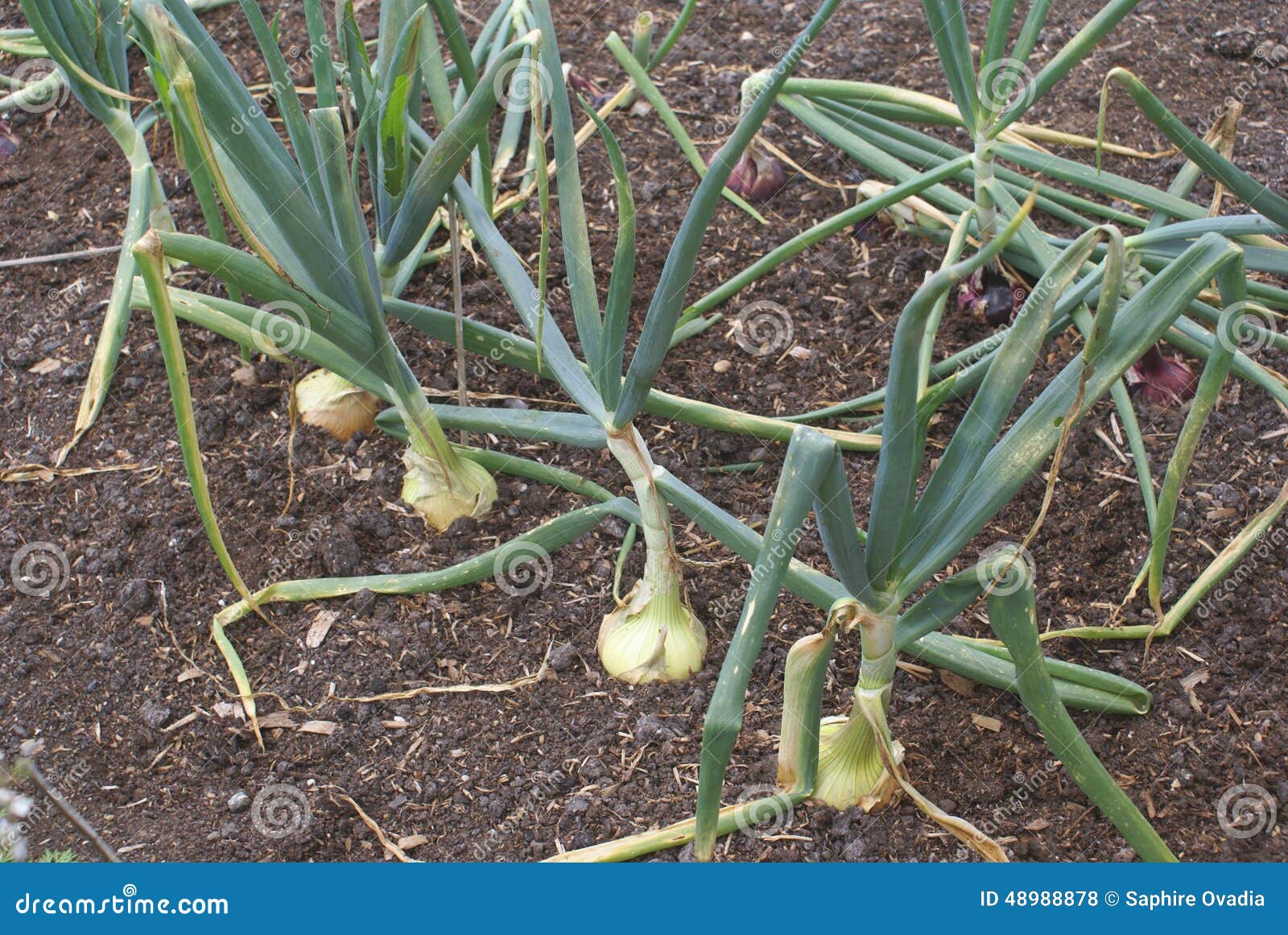 Onion Growing in a Land, Field, or a Vegetable Garden Stock Photo Image of garden, plant 48988878