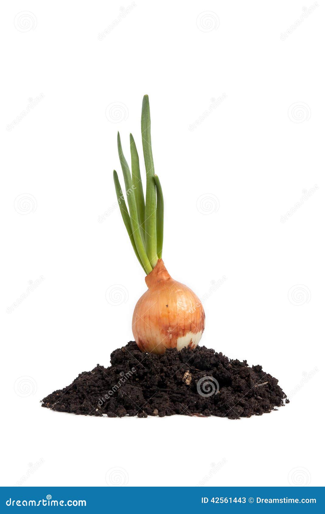 Onion Growing on Soil Isolated Stock Image Image of concept, close