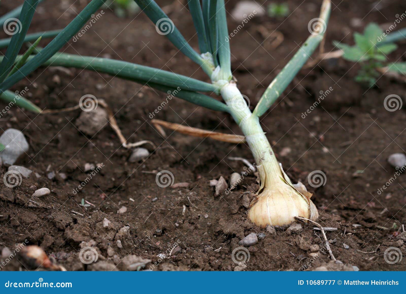 Onion Growing Up Out of the Dirt. Stock Image Image of garden, rural