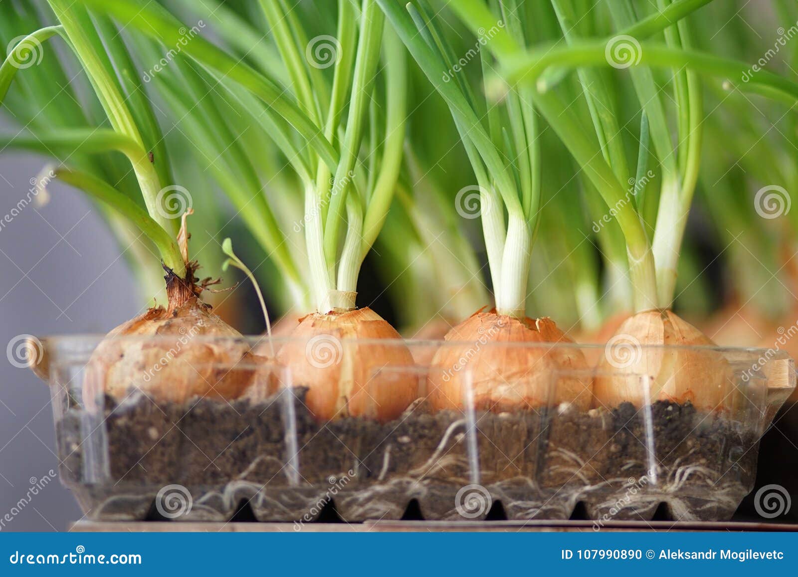 Onion on the bed. stock photo. Image of crop, food, harvest 107990890