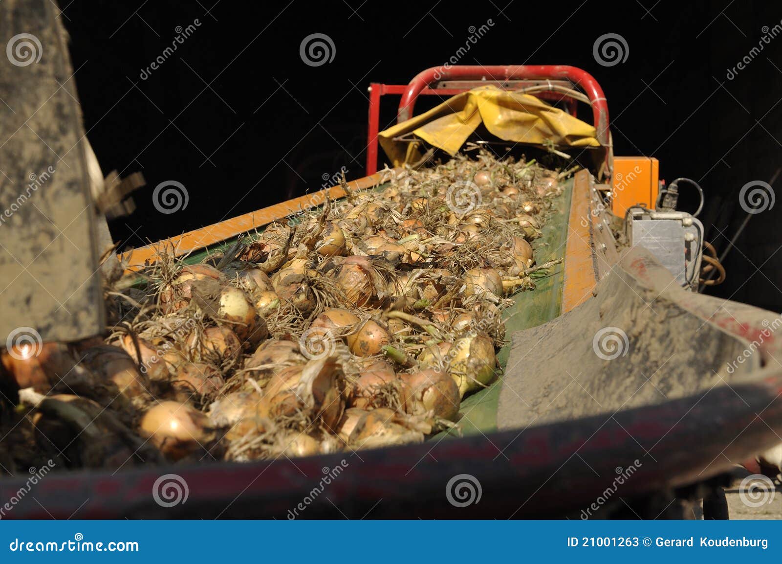 Onion harvest stock image. Image of farm, dirty, harvest 21001263