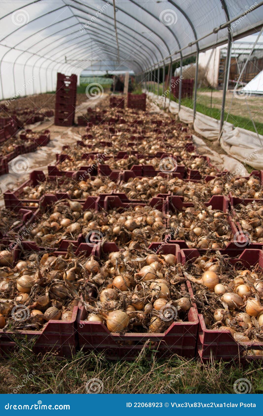 Onion harvest stock image. Image of onions, grow, harvested 22068923