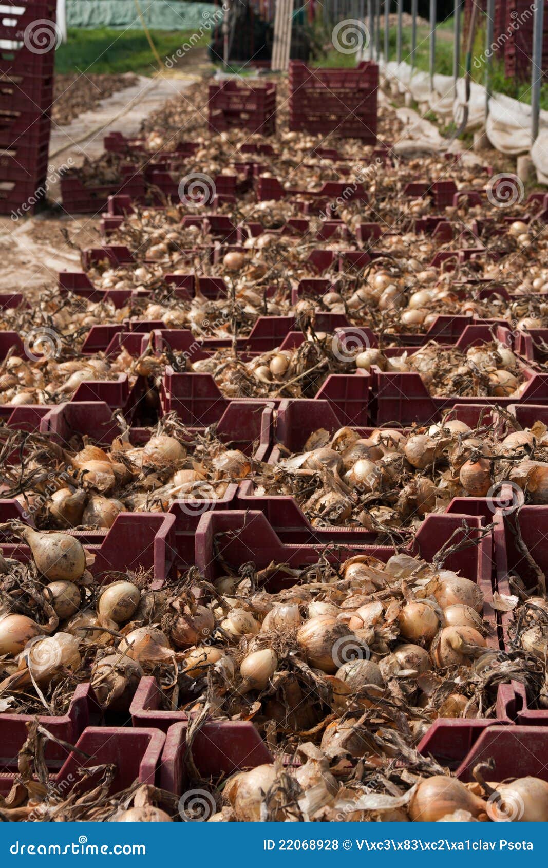 Onion harvest stock photo. Image of harvest, onions, greenhouse 22068928