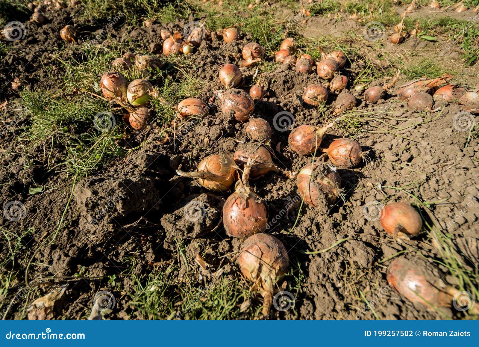Onion after Harvest in at the Agricultural Field Stock Photo Image of