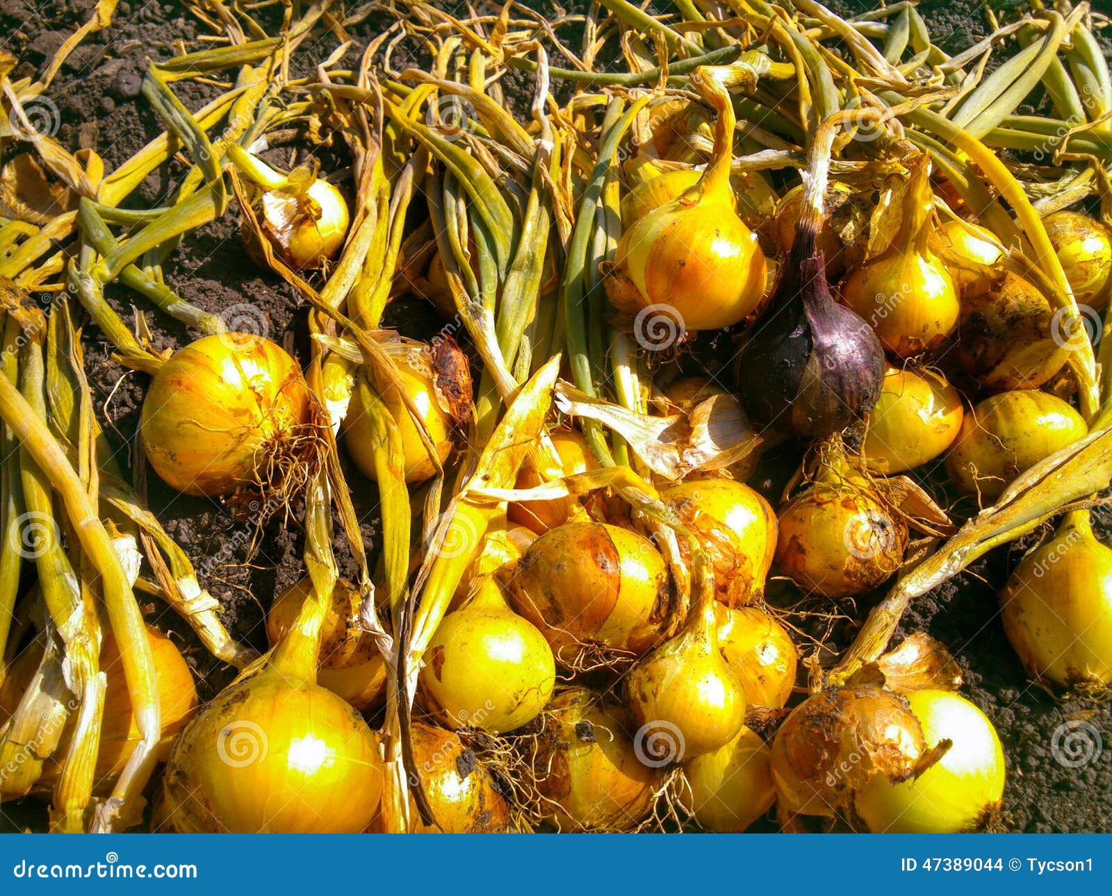 Onion harvest stock photo. Image of vegetable, pickup 47389044