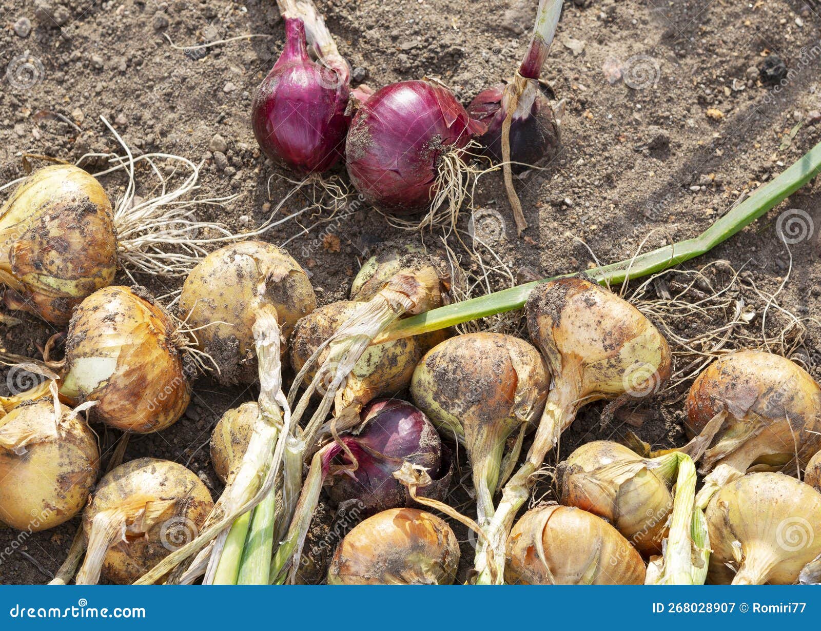 Onion harvest stock image. Image of cultivating, vegetable 268028907