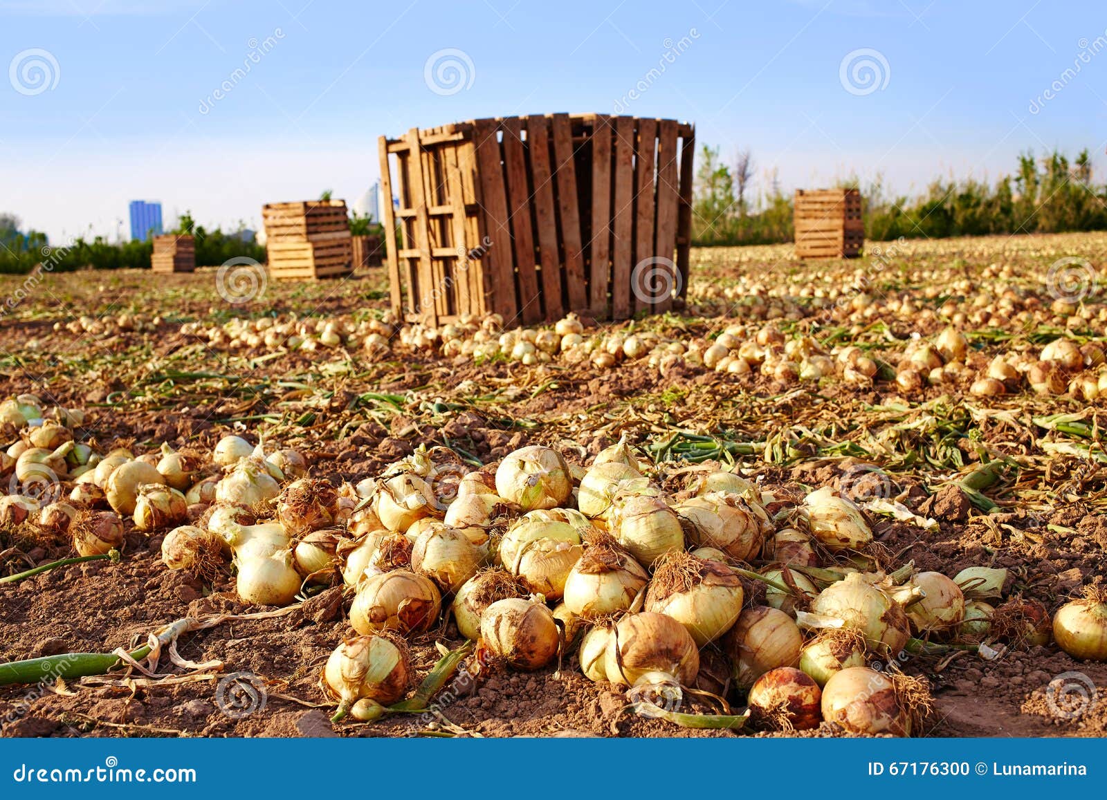 onion harvest in valencia spain huerta
