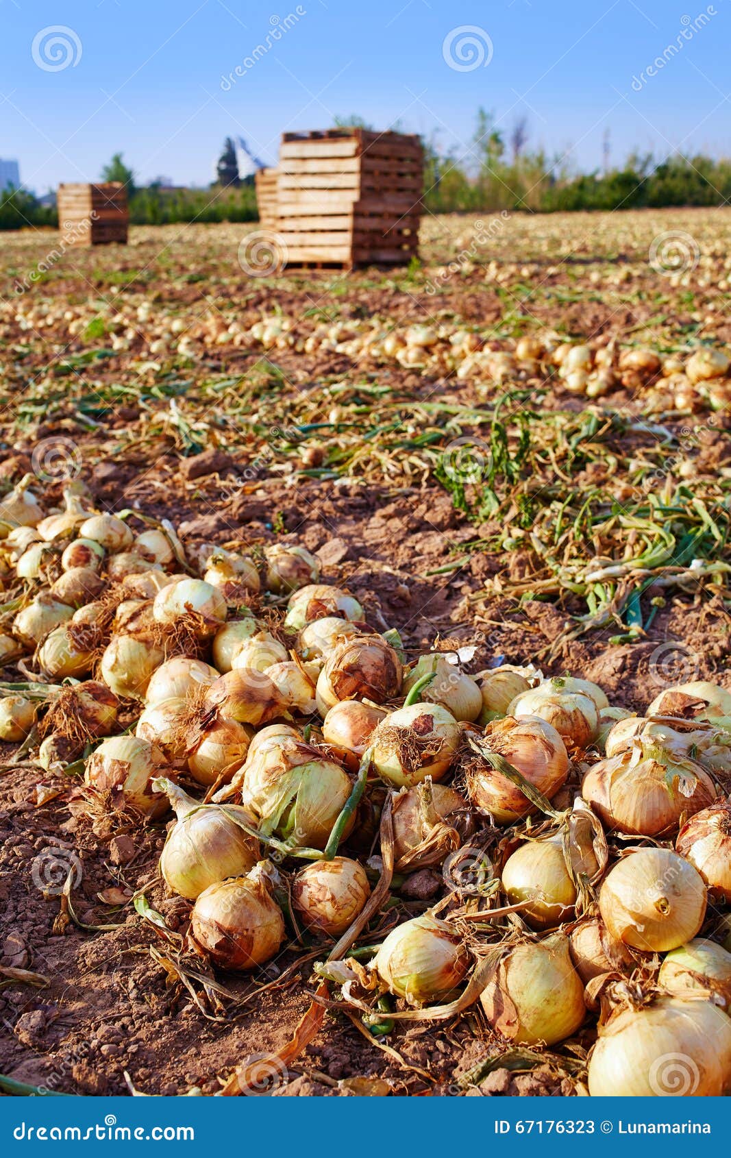 onion harvest in valencia spain huerta
