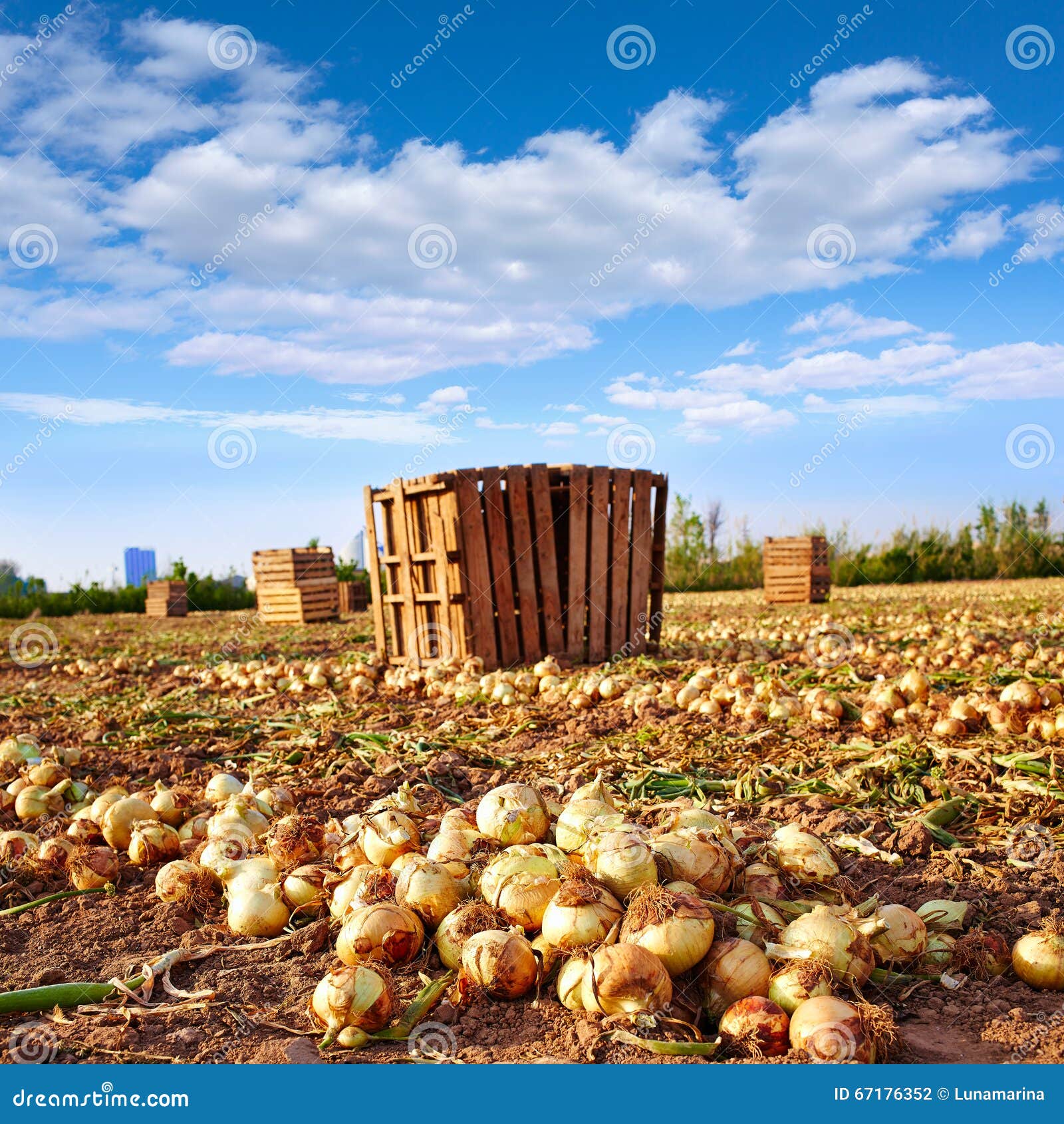 onion harvest in valencia spain huerta