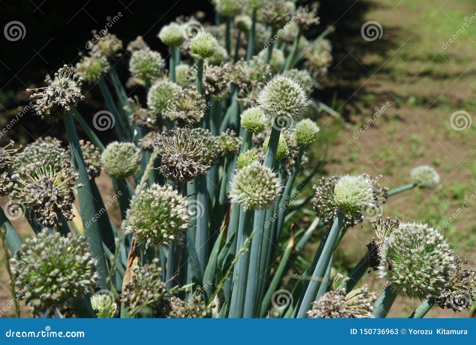 Onion head stock image. Image of macro, flora, closeup 150736963