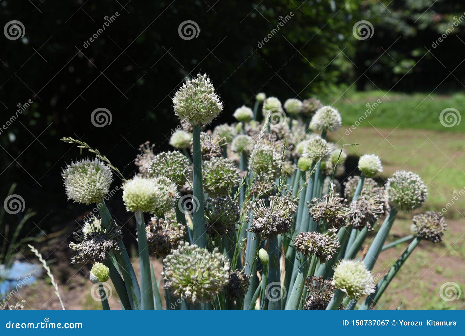 Onion head stock image. Image of seed, flora, farming 150737067