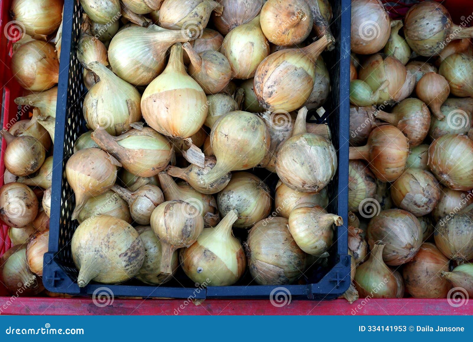 onion just picked from the garden. fresh onions background