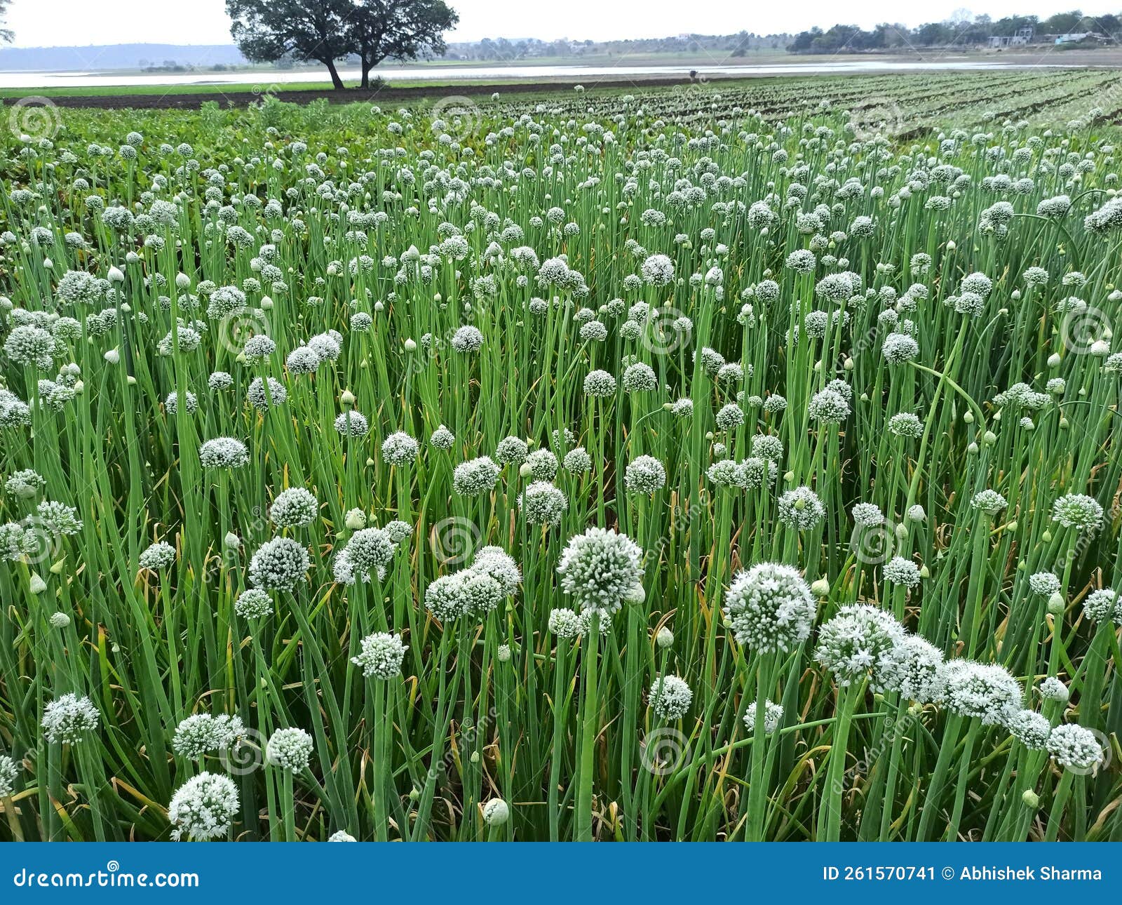 Onion plant in farm stock image. Image of farm, lawn 261570741