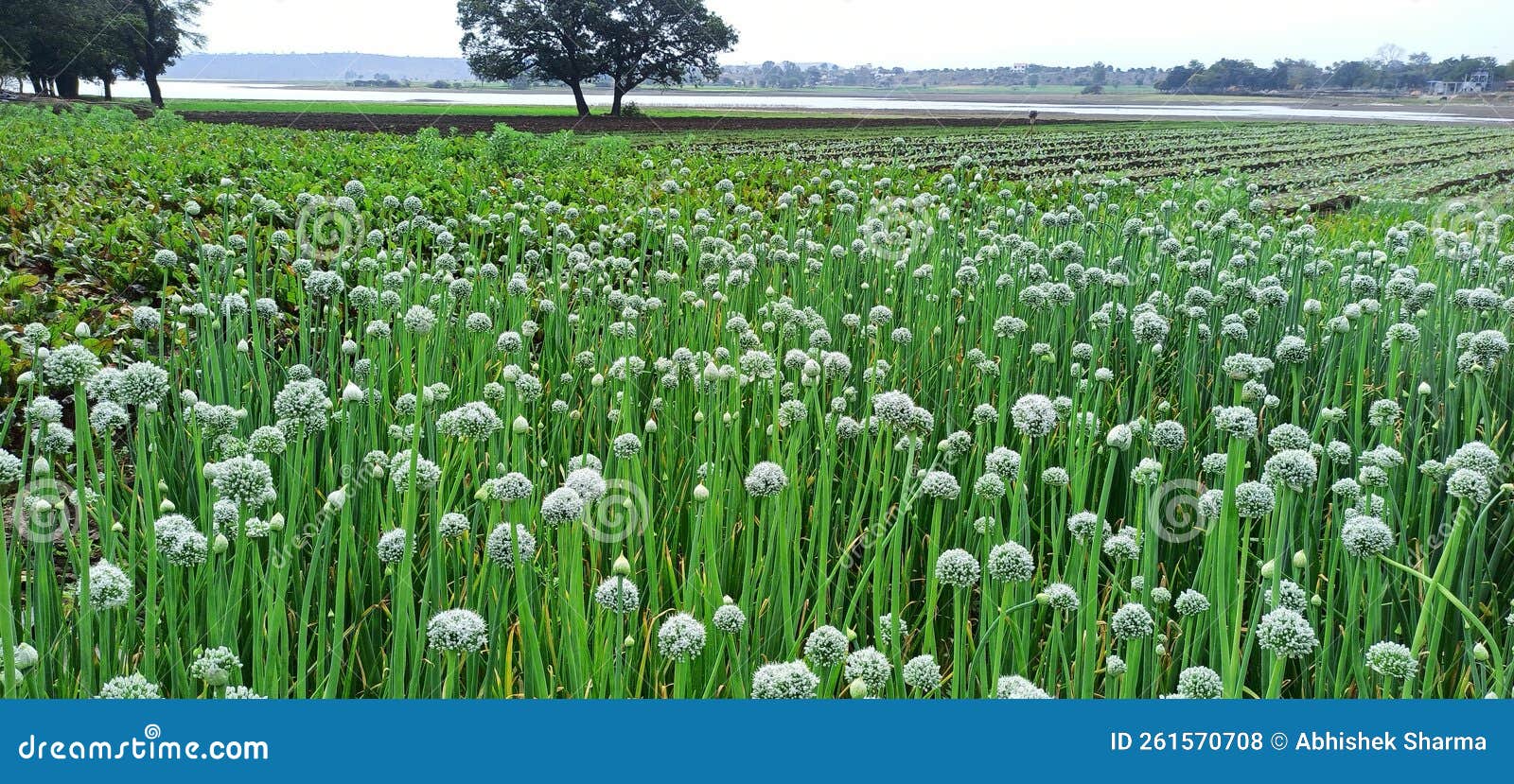Onion plant with flower stock photo. Image of leaf, green 261570708
