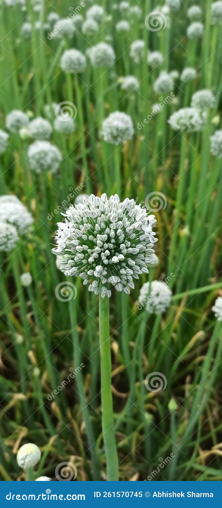 Onion plant flower stock image. Image of green, tree 261570745