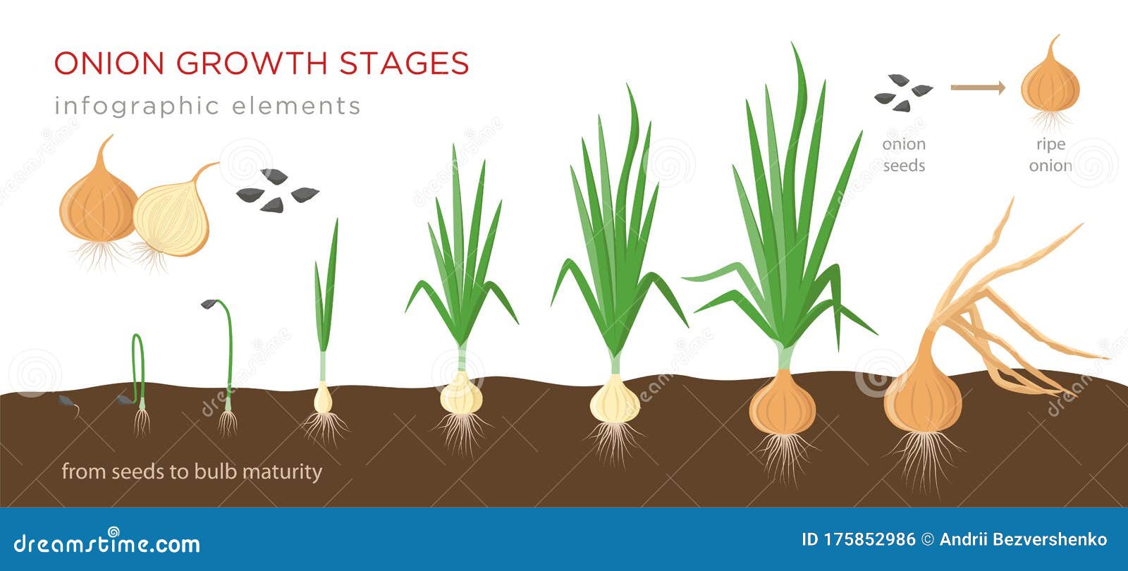 Onion Plant Growing Stages from Seeds To Ripe Onion Development of Onion Seeds, Growth Cycle
