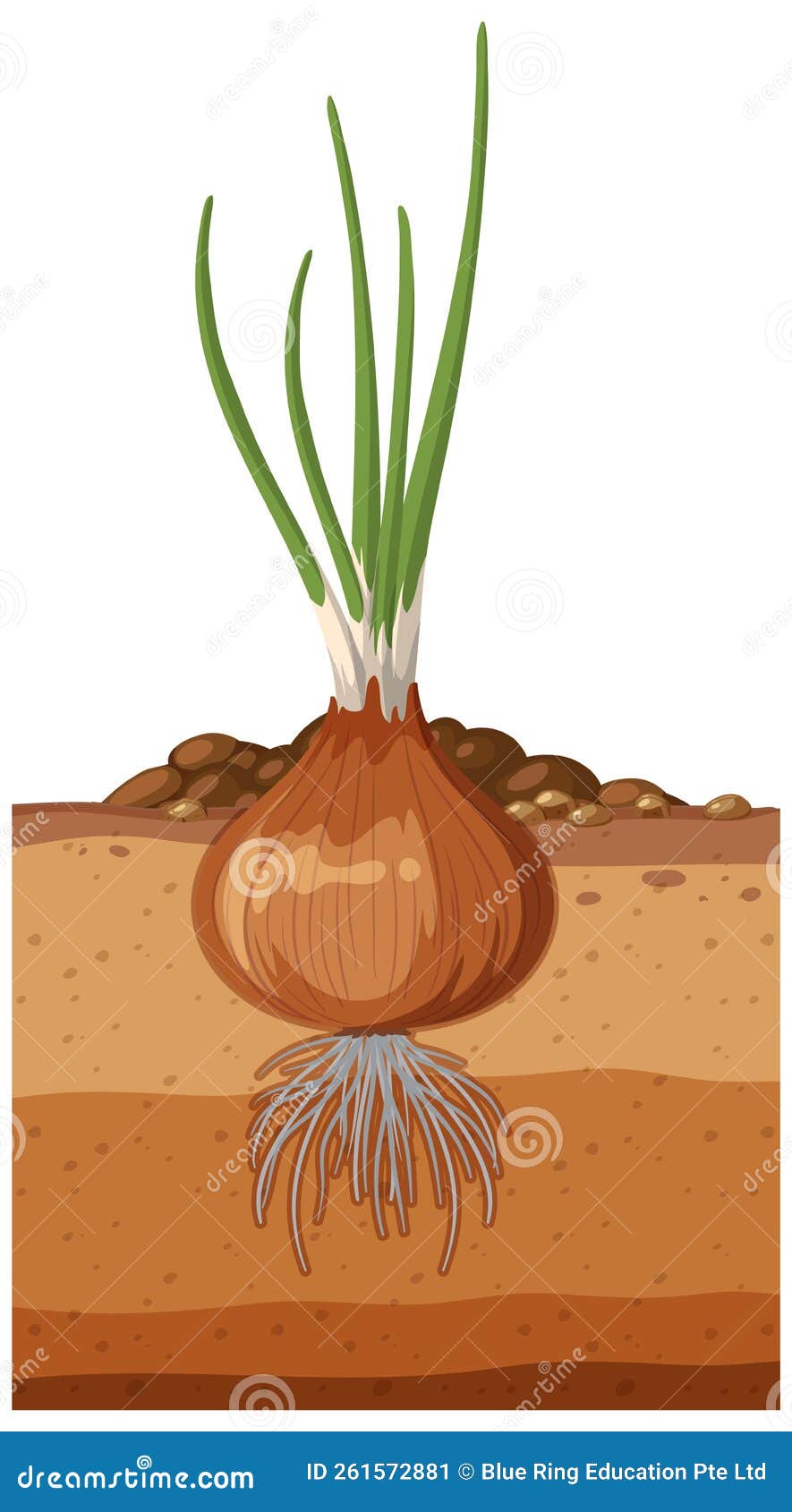 Onion Plant with Root System Stock Vector Illustration of education