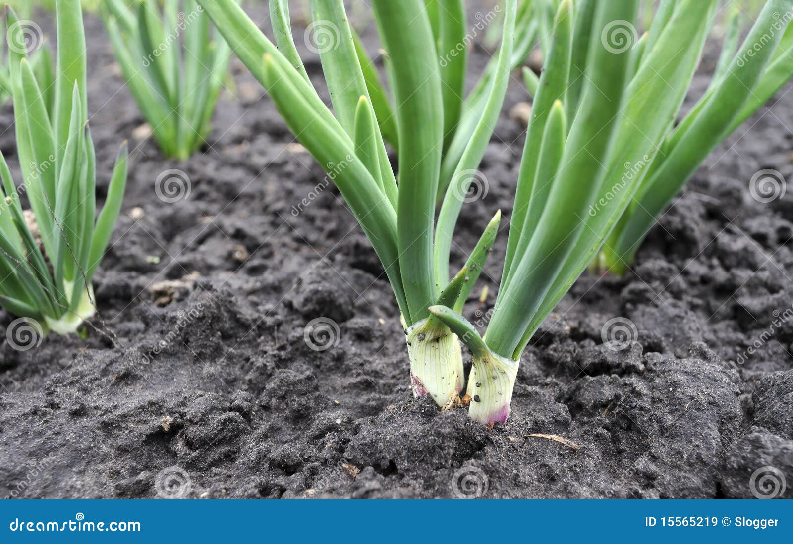 Onion plantation stock image. Image of cultivated, growth 15565219