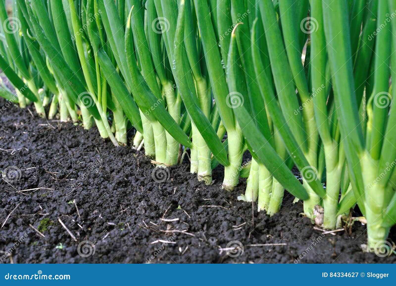 Onion plantation stock image. Image of rural, plantation 84334627