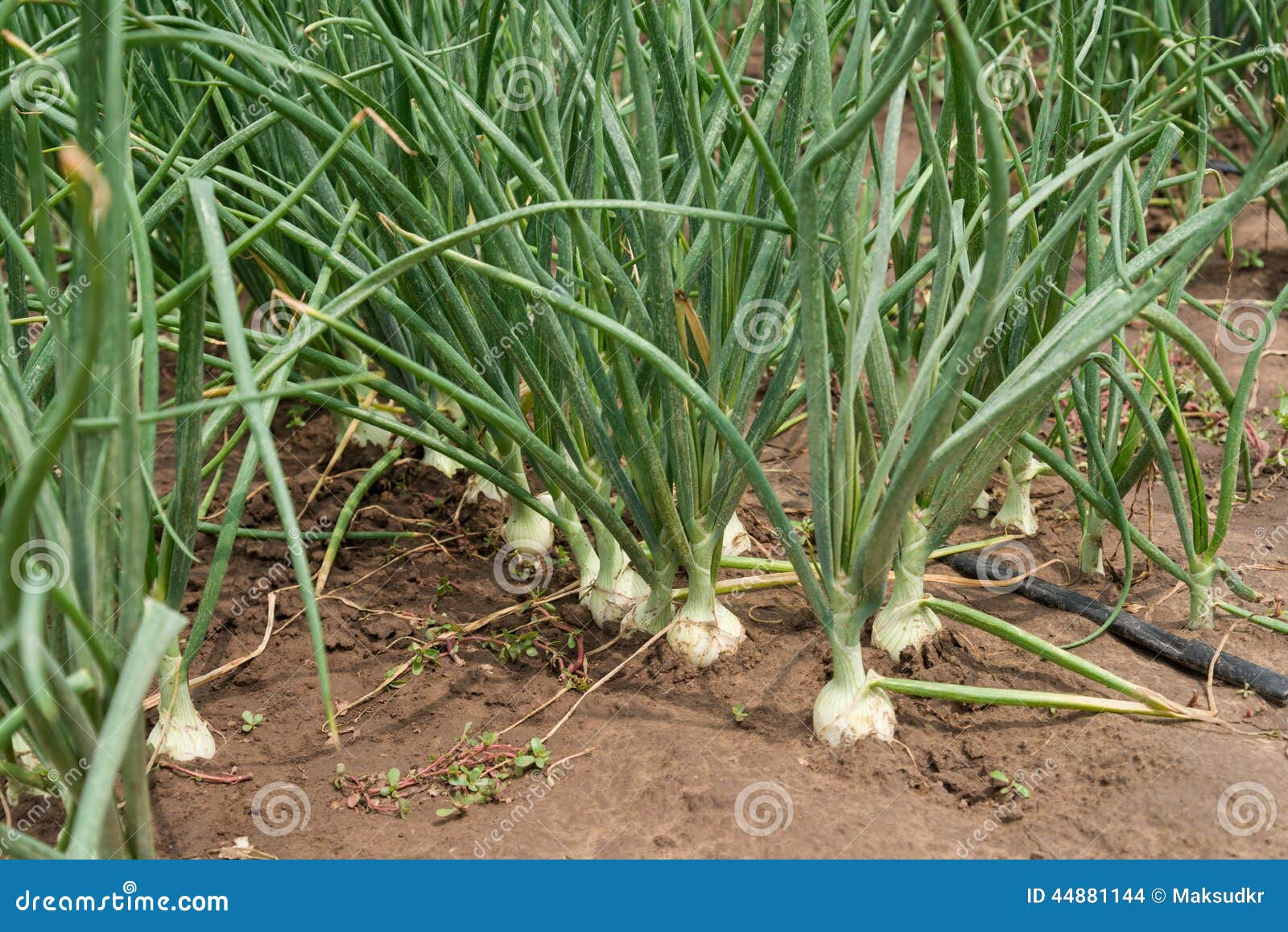 Onion plantation stock photo. Image of nature, nobody 44881144