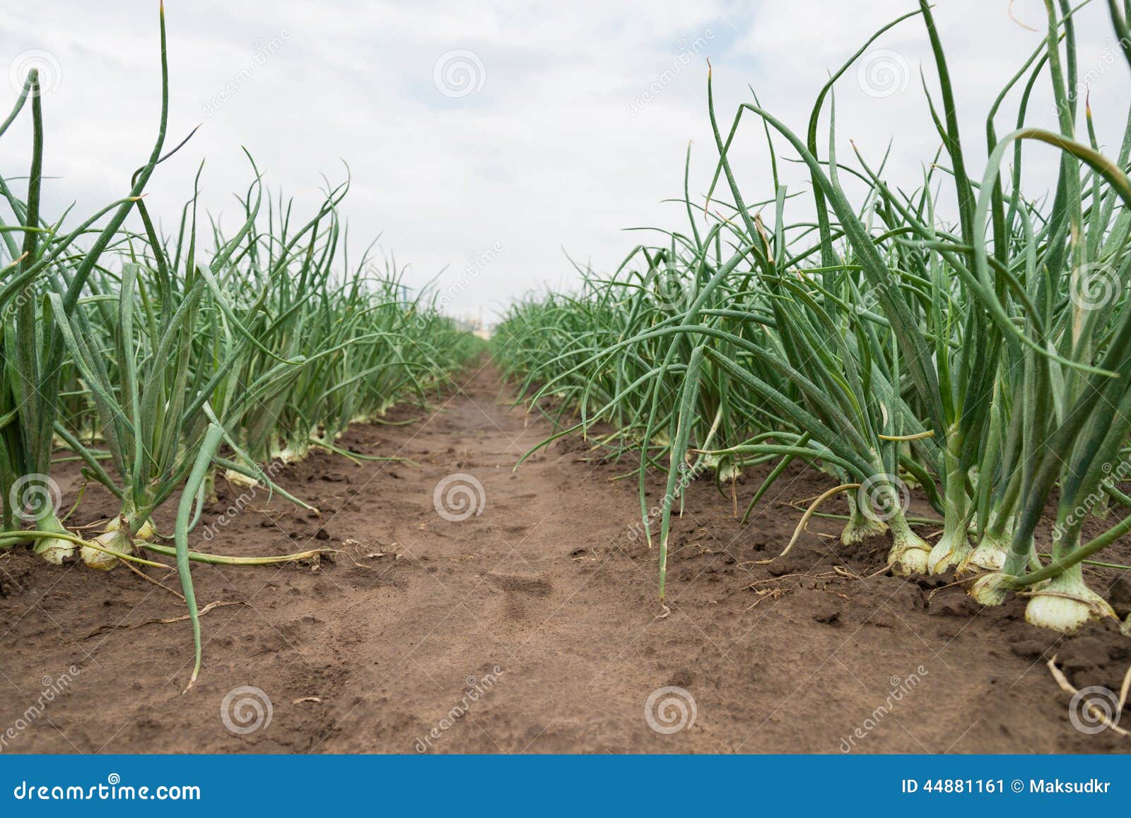 Onion plantation stock image. Image of green, summer 44881161