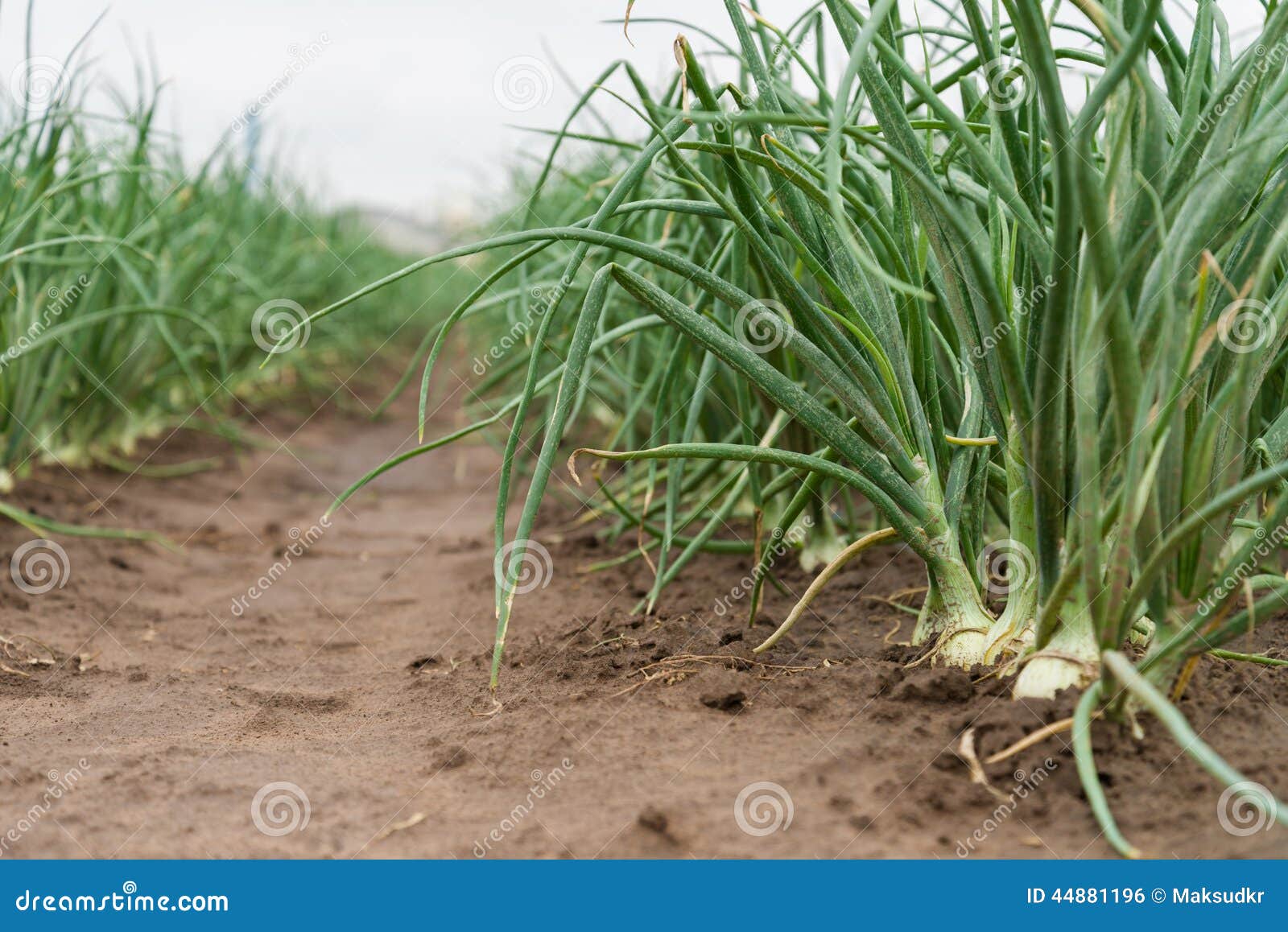 Onion plantation stock photo. Image of organic, summer 44881196