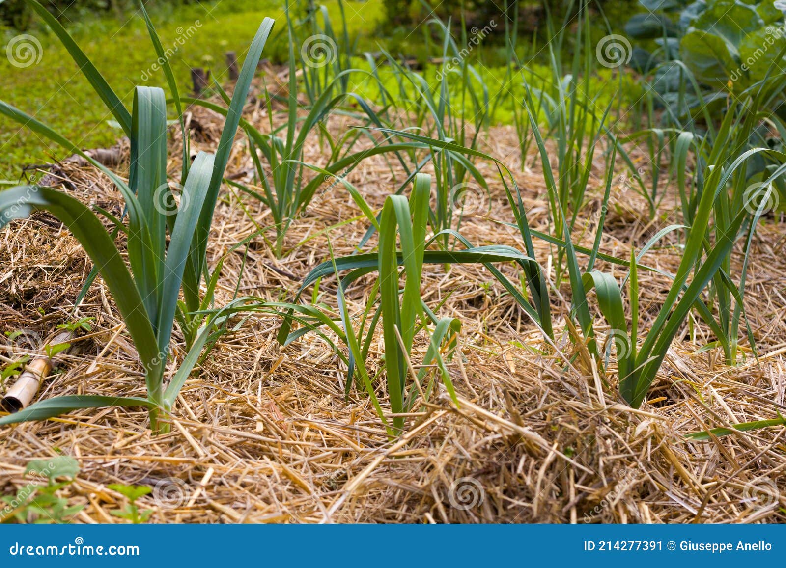Onion Plants in the Ground Covered with Straw Mulch Stock Image Image