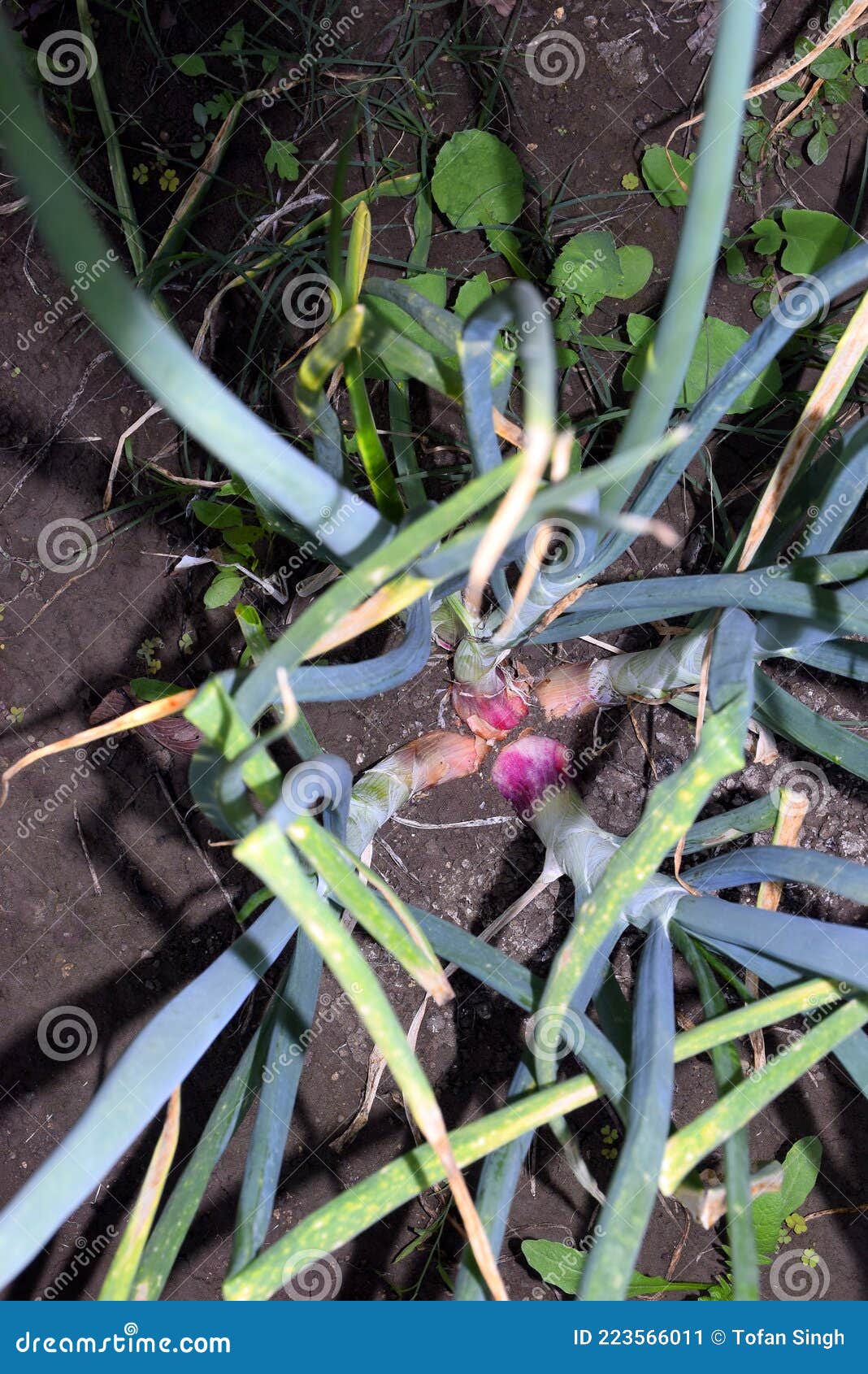 Onion Plants and Onions Growing in the Fields Stock Image Image of