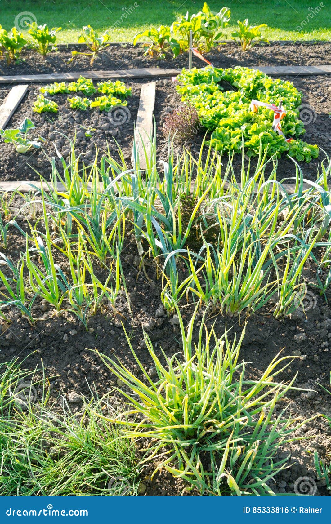 Onion plants on a patch stock photo. Image of nature 85333816