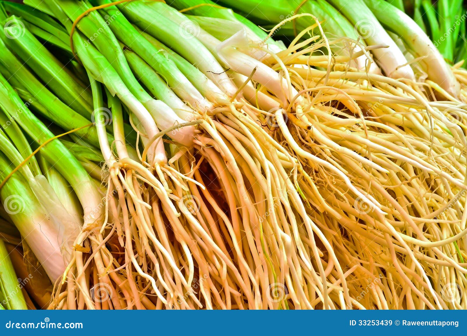 Onion roots stock image. Image of green, fresh, aroma 33253439