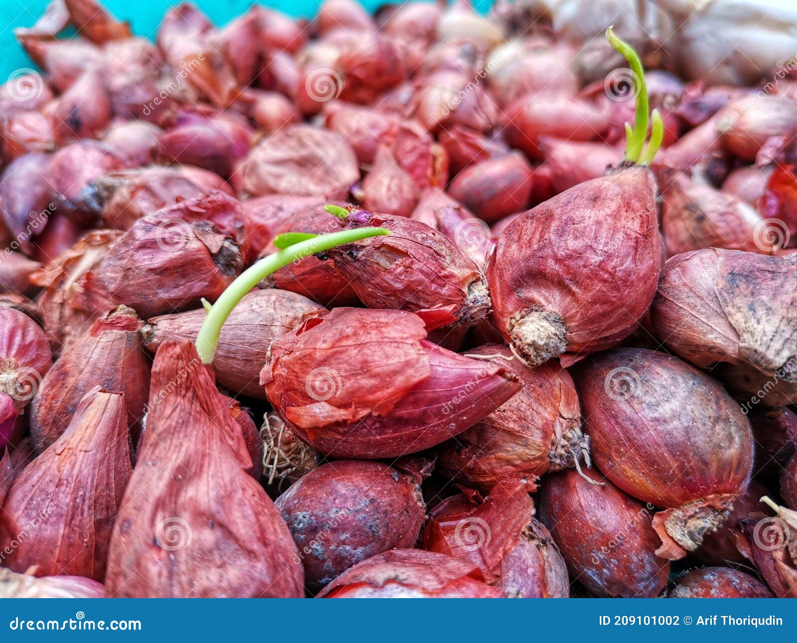 Onions that Have Rotted and Sprouted Stock Photo Image of vegetable, rotted 209101002