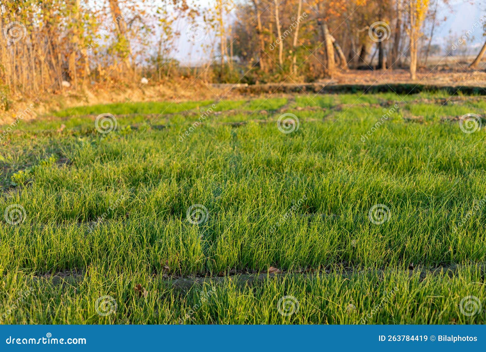Onion Seedlings Germinated in a Raised Bed Stock Image Image of