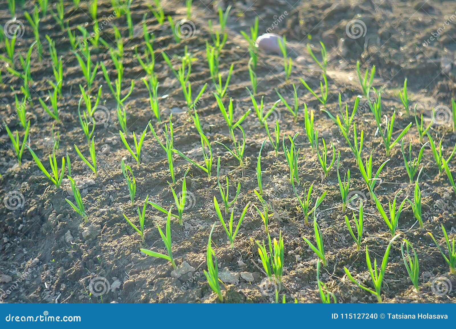 Onion Seedlings in the Ground Bed Stock Photo Image of seedling
