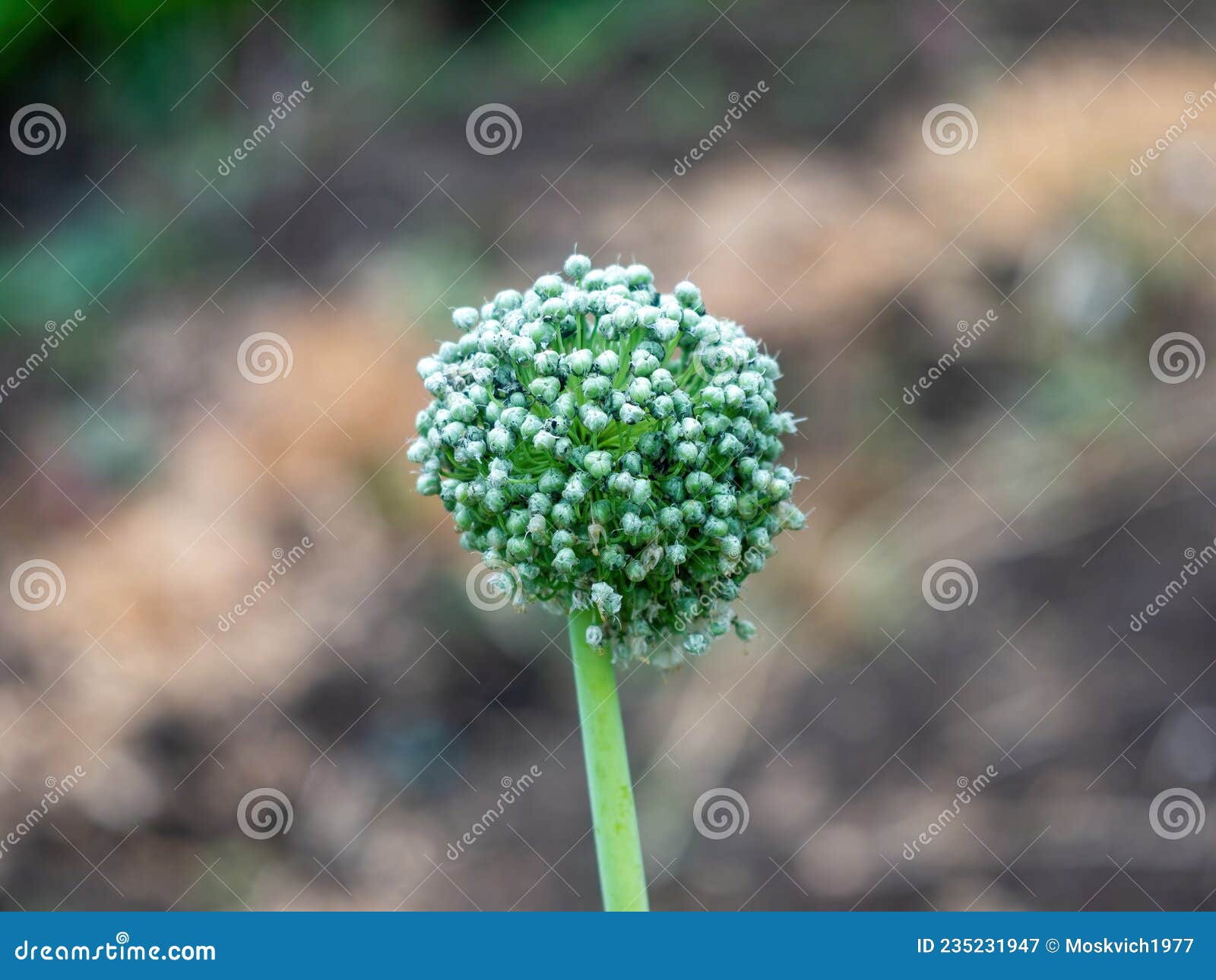 Onion seeds in a bed stock image. Image of close, garlic 235231947