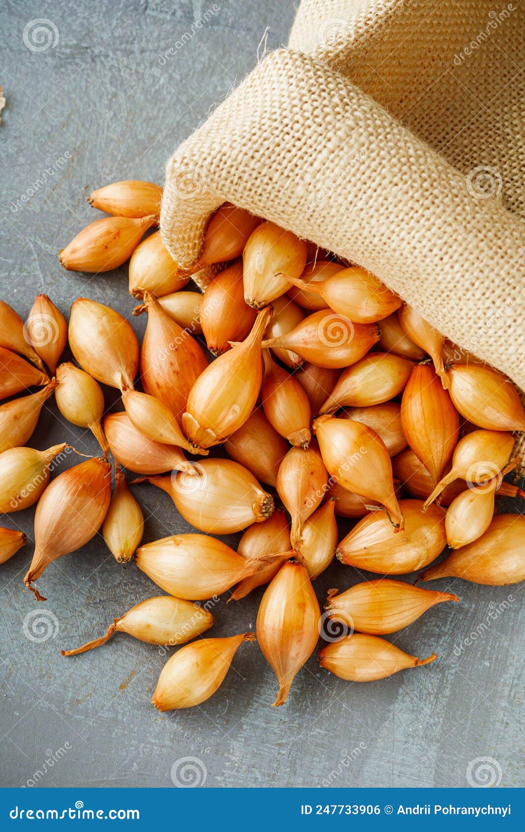 Onion Seeds on a Gray Stone Background Stock Photo Image of cultivate