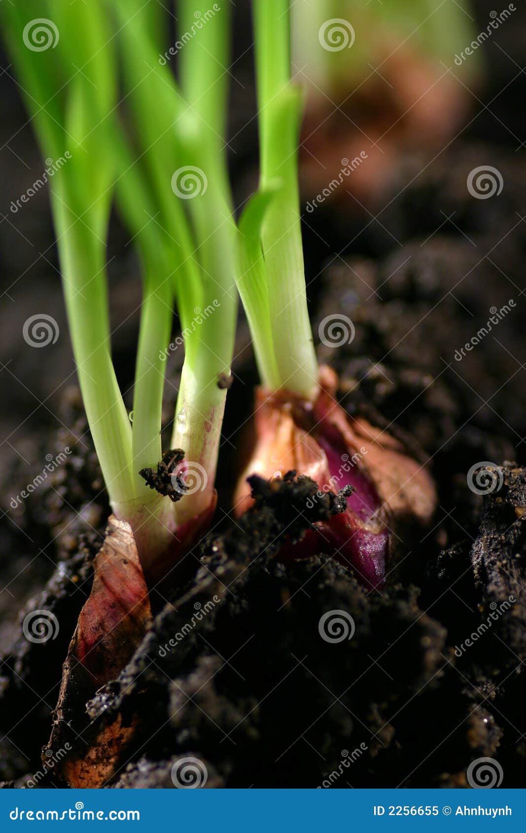 Onion Shoot Royalty Free Stock Photo Image 2256655