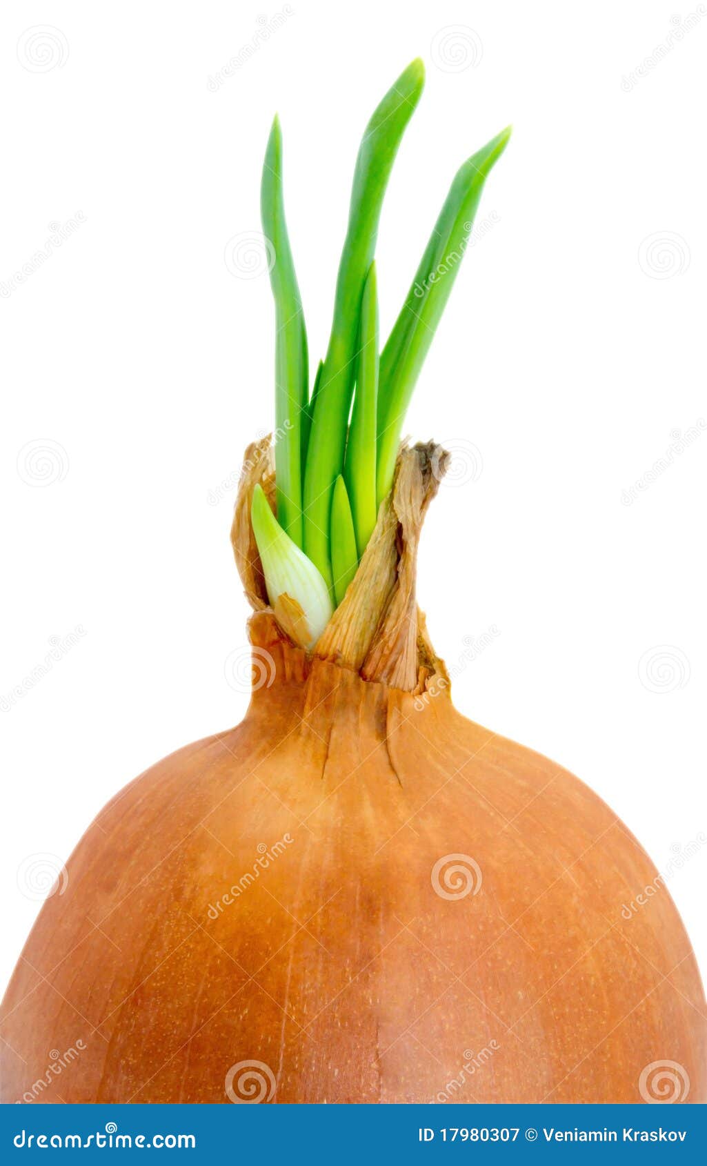 Onion spring close-up. An onion sprouting and trying to grow isolated on white background. Clipping path.
