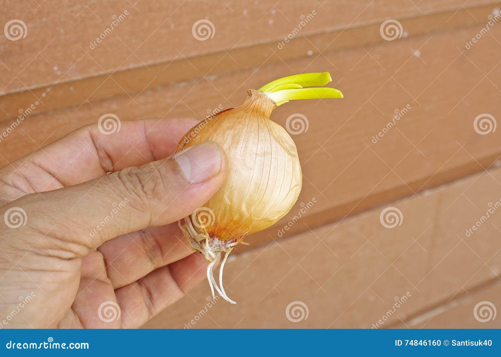 Onion to grow stock photo. Image of leaf, cooking, spring 74846160