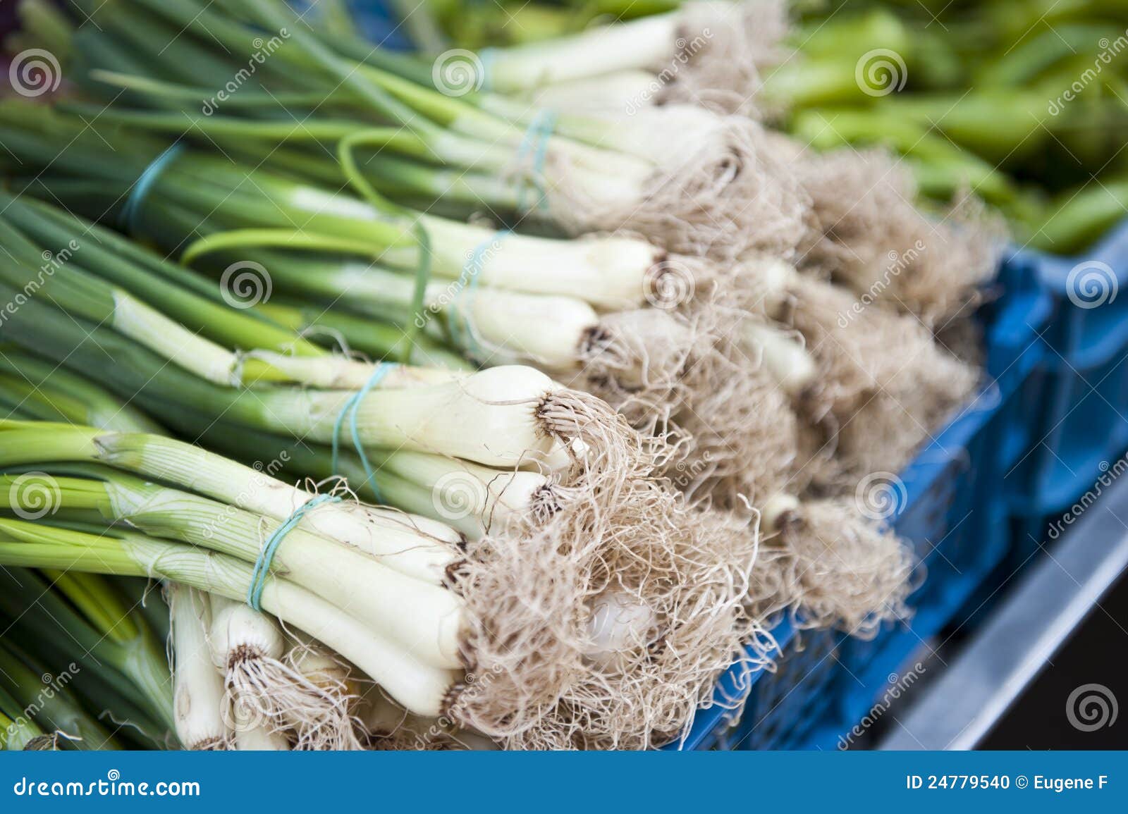 Onion Tops stock photo. Image of edible, food, nature 24779540