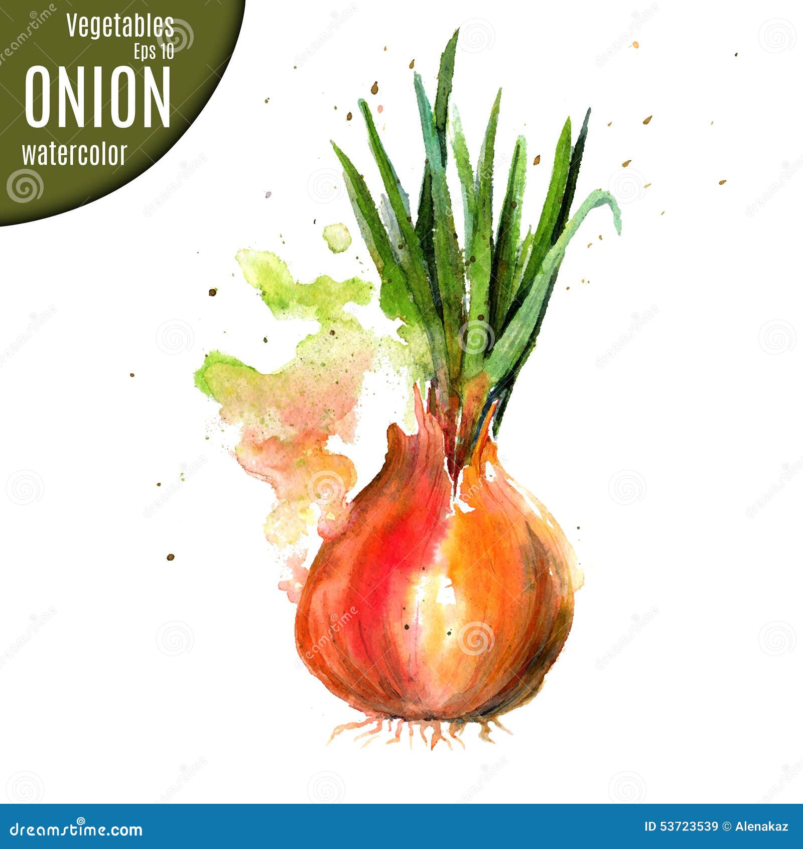 Onion. Watercolor. stock vector. Illustration of chive 53723539